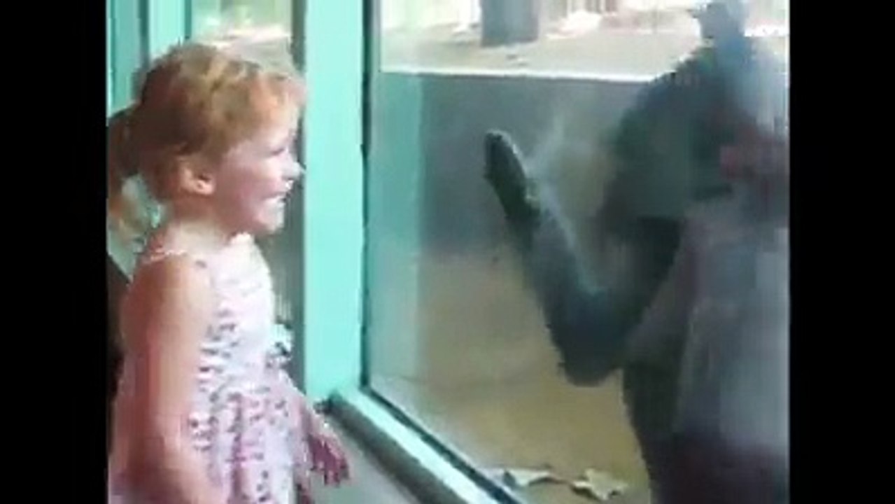 Baby and animals video