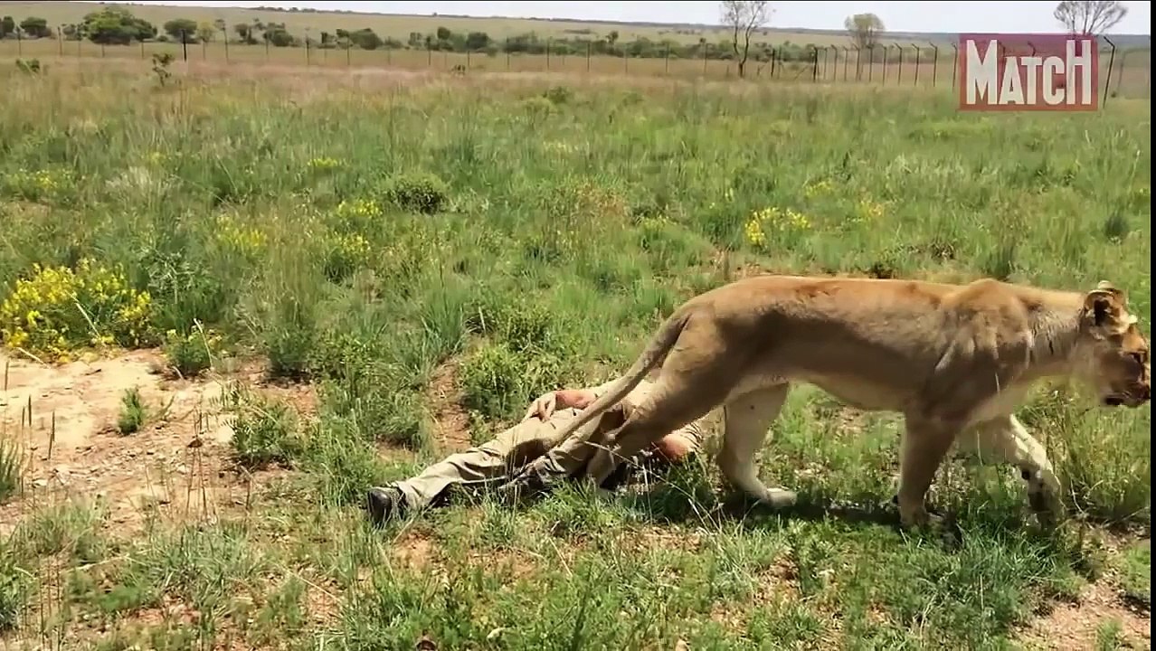 ✺ Kevin Richardson   King of Lions   König der Löwen   Le Roi Lion