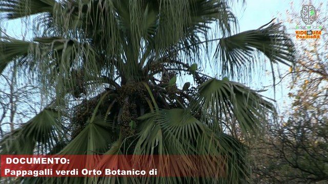 NATURA: Pappagalli verdi all' Orto Botanico di Napoli