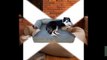 Snoozer Luxury Dog Sofa & Beds