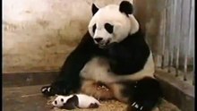 Baby Panda shocks mum - Панда ребенок напугал маму - жесть !