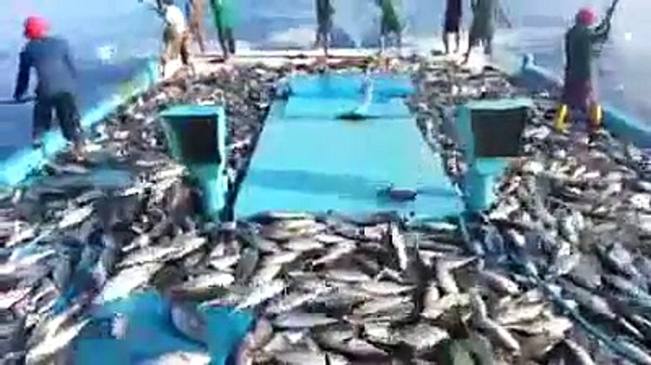 very amzing fish catching video very amazing yarr