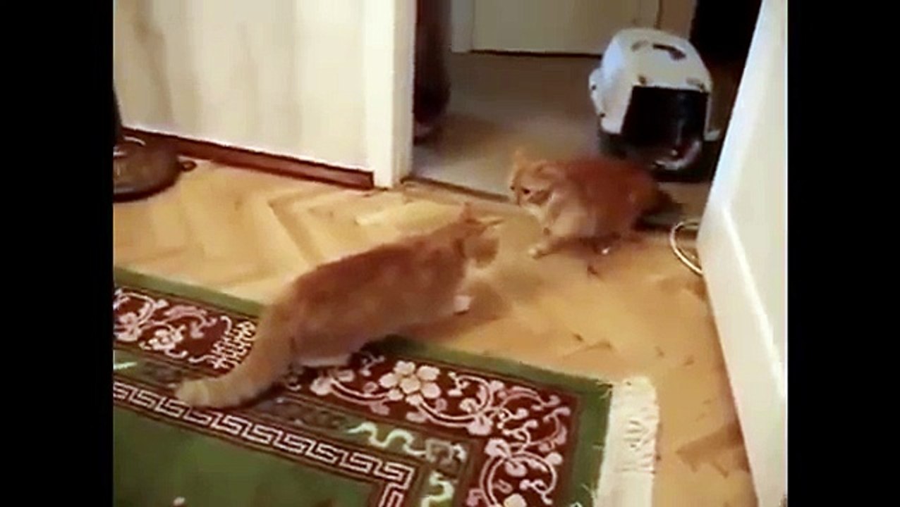 Psycho Cat can't calm down - Кот псих не может успокоится - жесть !