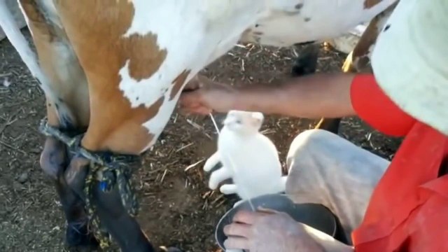 Funny Cat drinks fresh milk from udder - Прикольный кот пьет молоко прямо из под коровы !