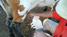 Funny Cat drinks fresh milk from udder - Прикольный кот пьет молоко прямо из под коровы !