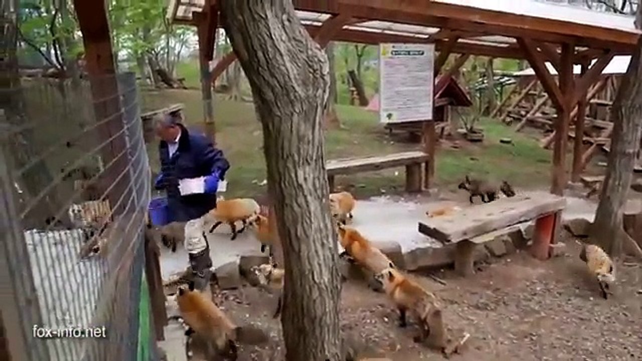 Zao Fox Village, le village des renards