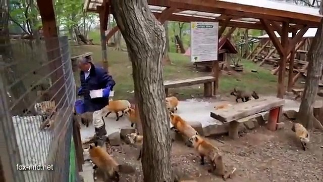 Zao Fox Village, le village des renards