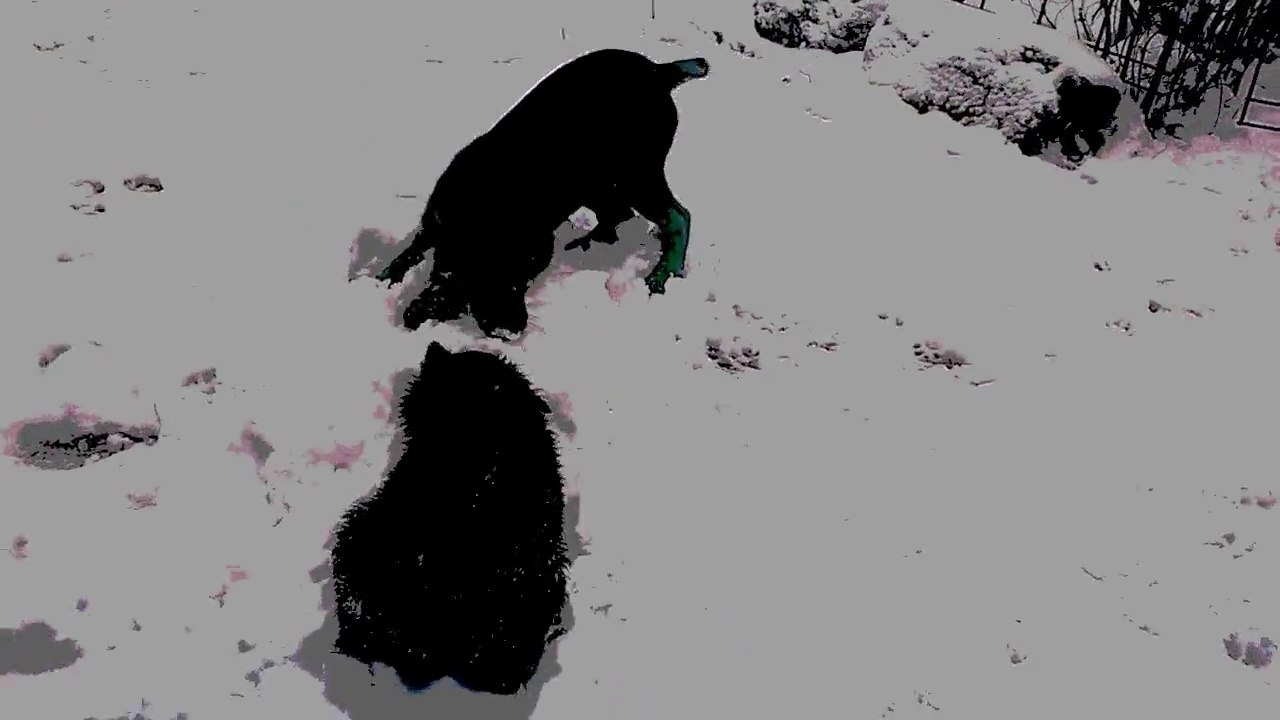 SNOWFUN @ Be Aware Malinois-Kennel