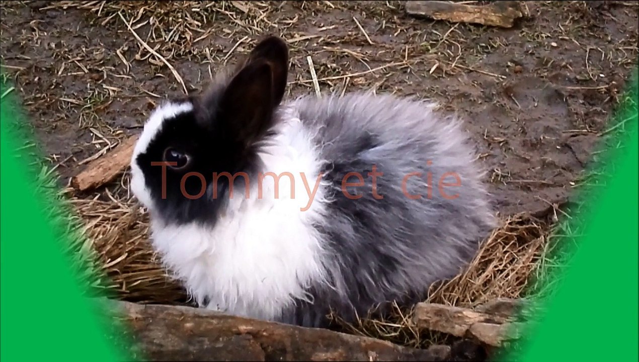 Tommy et cie