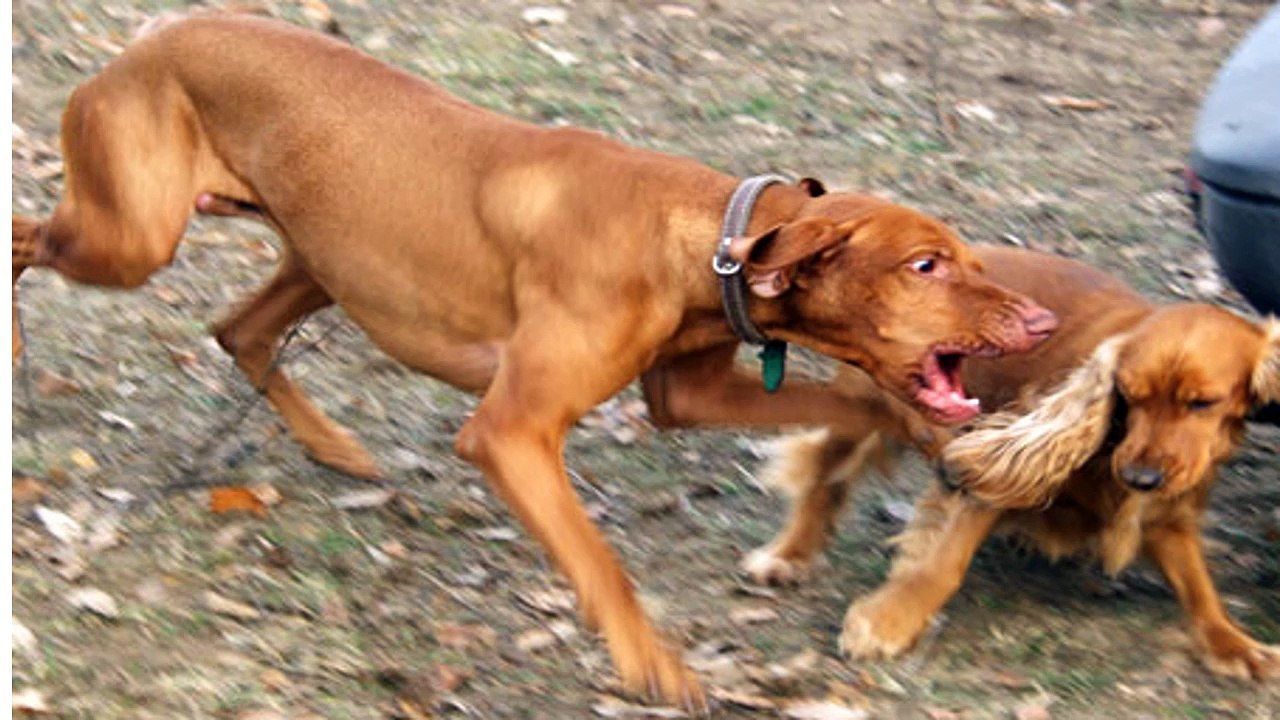 Suggestions For Training Your Dog