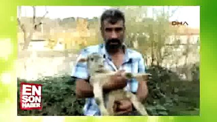 Balıkesirde 6 Bacaklı Kuzu Doğdu