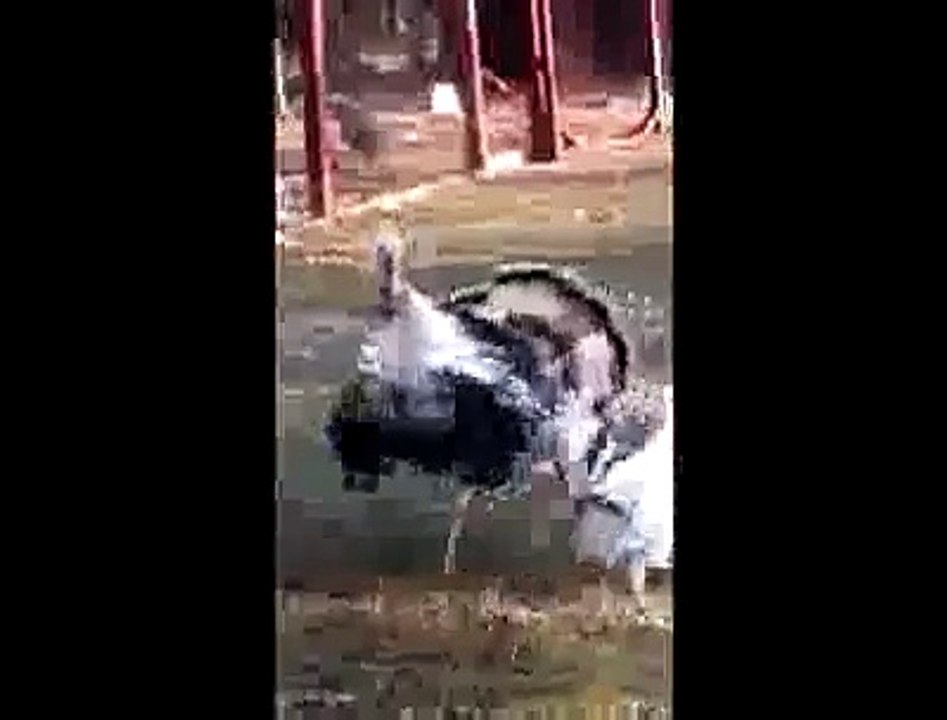 Hindinin başı dönerse