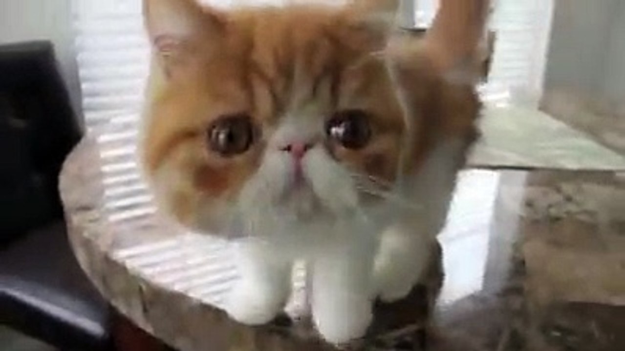 Chat Vs Pastèque