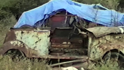 Des chats qui passent une pure journée de merde !