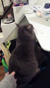 This Cat Loves Butt Scratches
