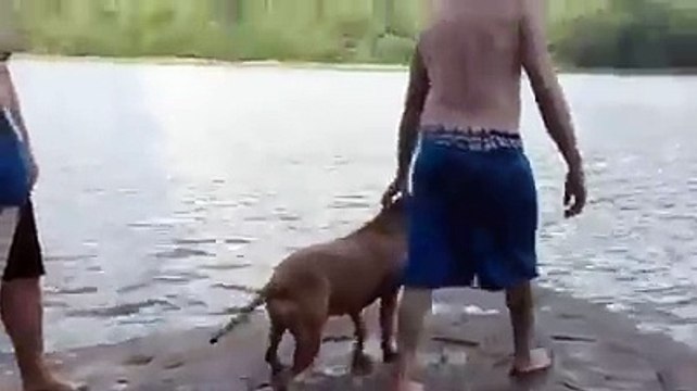 Réaction d'un chien qui voit son maître plongé hahaha #Zakch