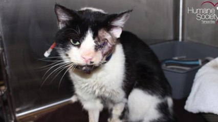 Humane Society Sued for Refusing to Return 'Zombie Cat' to Owner
