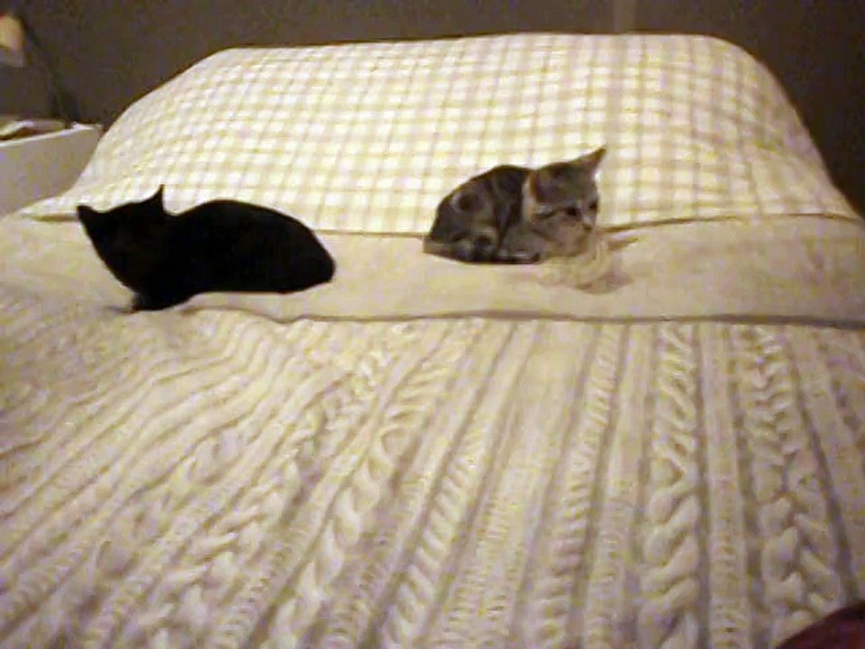 Minettes des olives n° 2 en FA 11/02/2015