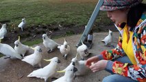 Feeding wild parrots - Кормят диких белых какаду