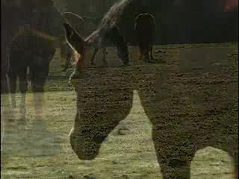 Les savoirs d'équitation éthologique