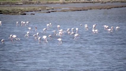 Tuzla Sulak Alanı'na Göçmen Kuş Akını