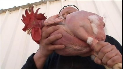 Des monstres dans vos assiettes