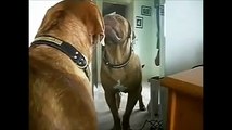 lol animal videosjet.com