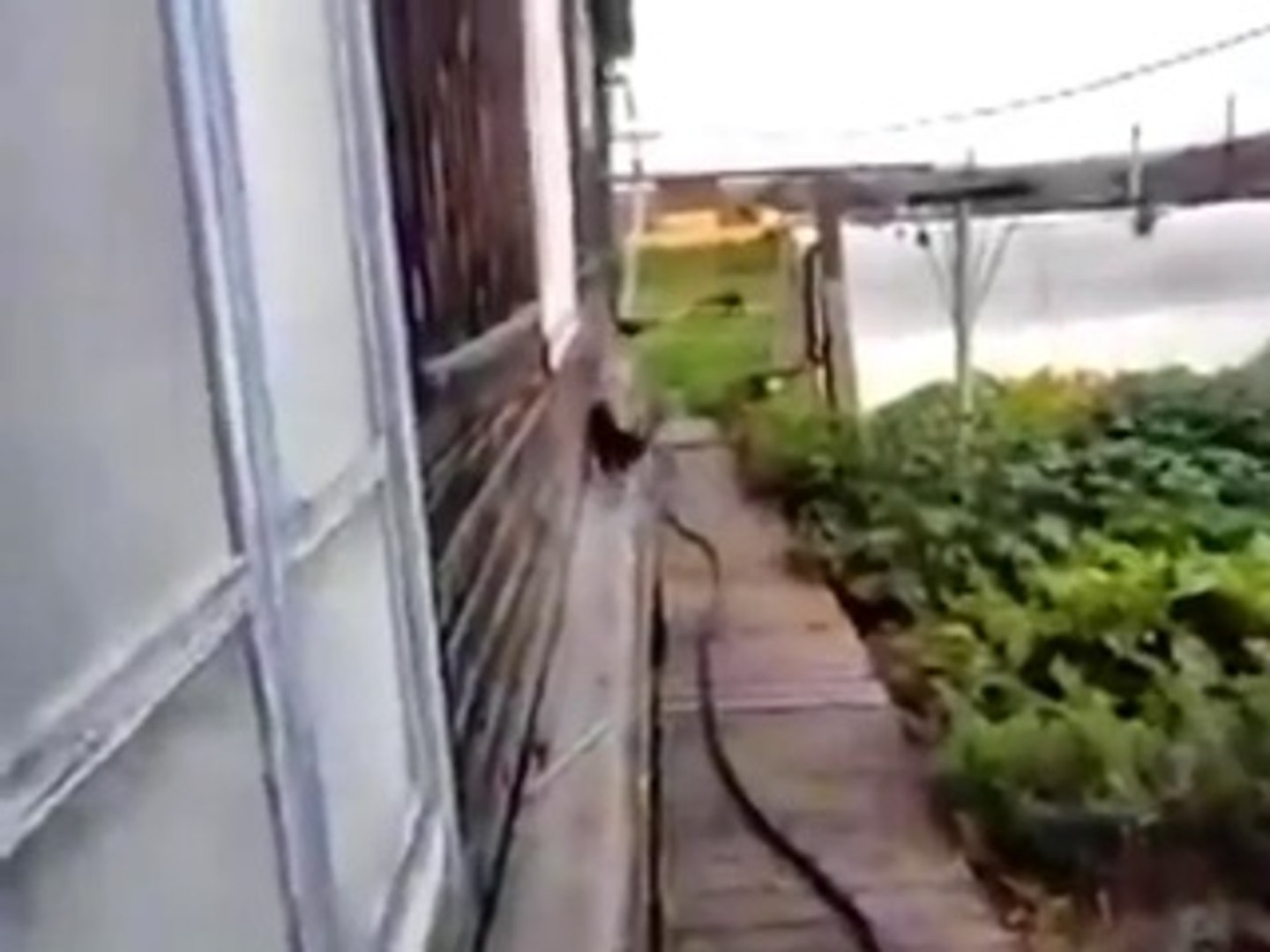 ⁣Собака спасает кота от смерти! Жесть !