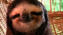 Sloth rests on Hammock  - Ленивец отдыхает на гамаке ))
