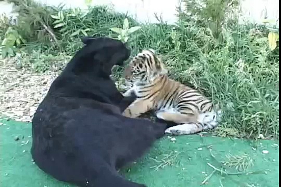 Black Panther plays with tiger cub - Чёрная пантера играет с тигренком )