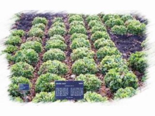 Imagiers-plantes potageres