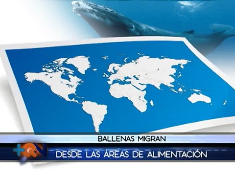 Ballenas escogen Costa Rica para parir a sus crías