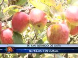 Agricultores de Los Santos descubrieron una mina de oro con las manzanas