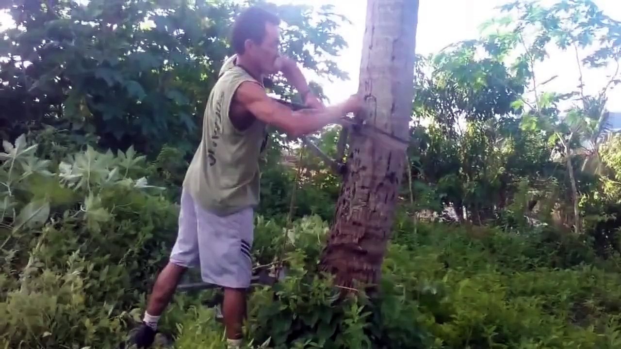 A tree climbing seat contraption! Ingenious