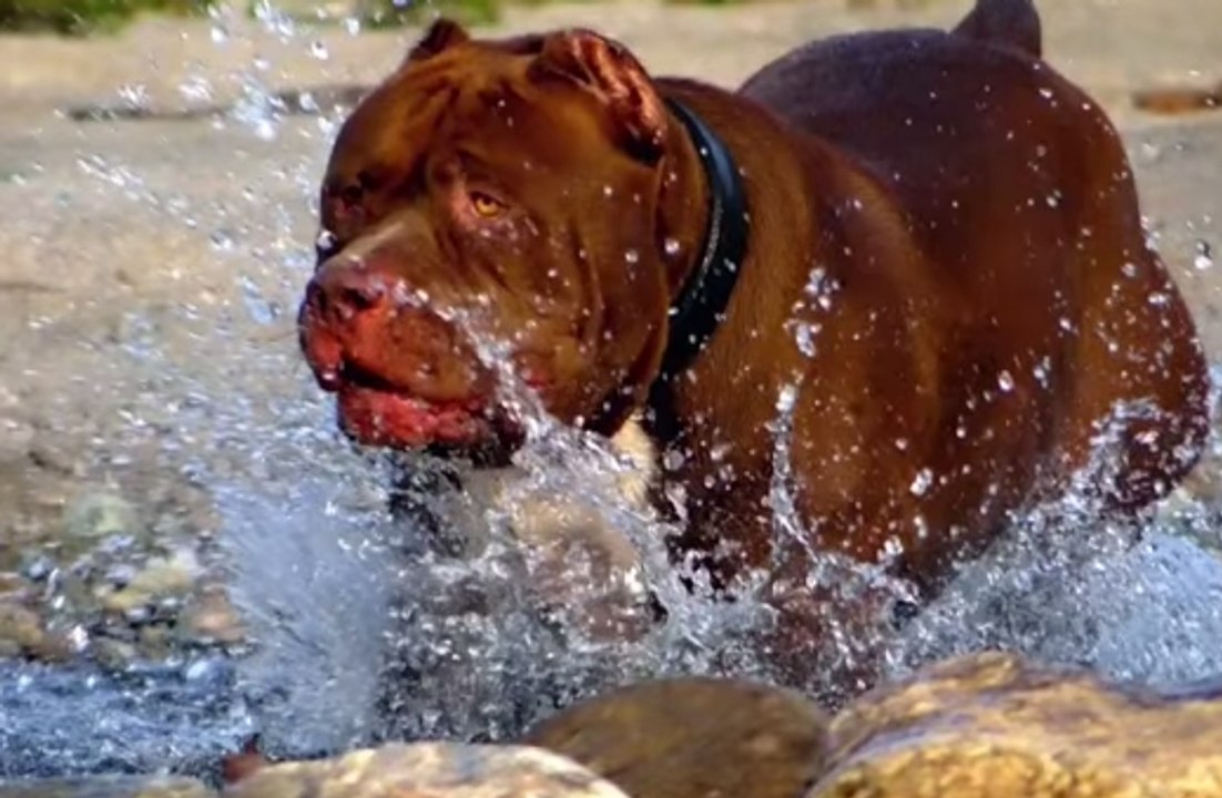 Conoce al pitbull más grande del mundo que pesa 80 kilos