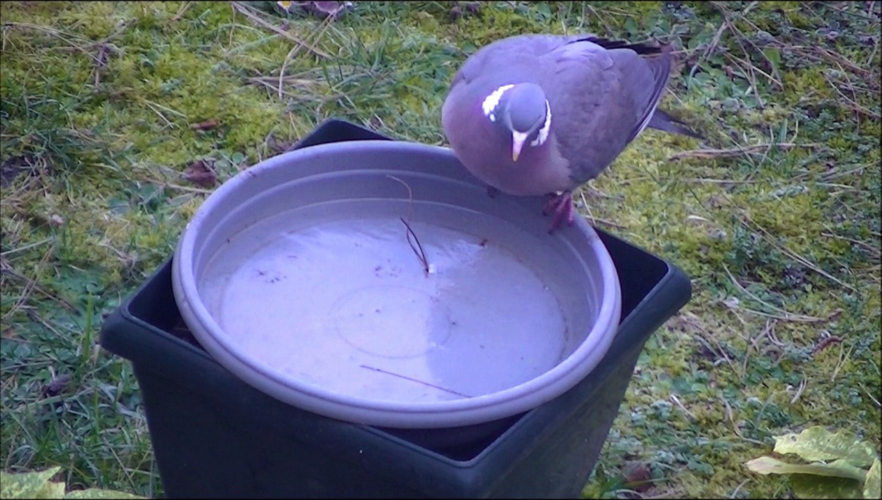 Pigeon Ramier à la patinoire