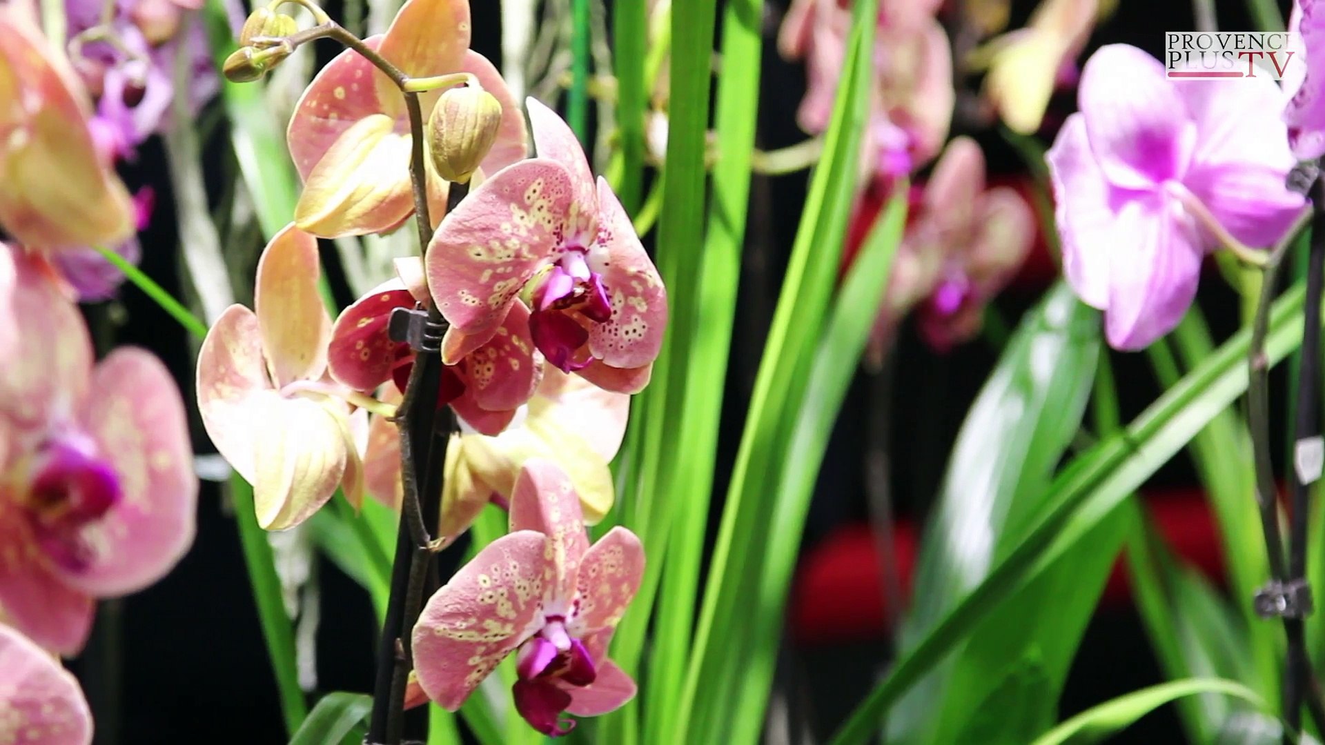 Le Salon de l'Orchidée 2015 - Vidéo Dailymotion