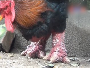 Gà Đông Tảo : Poulet aux grosses pattes du Vietnam