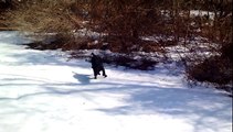 Black Lab Dog Body Slides in the Snow Super Funny Video