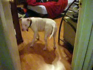 Bullit doesn't like Farts Super Funny Video