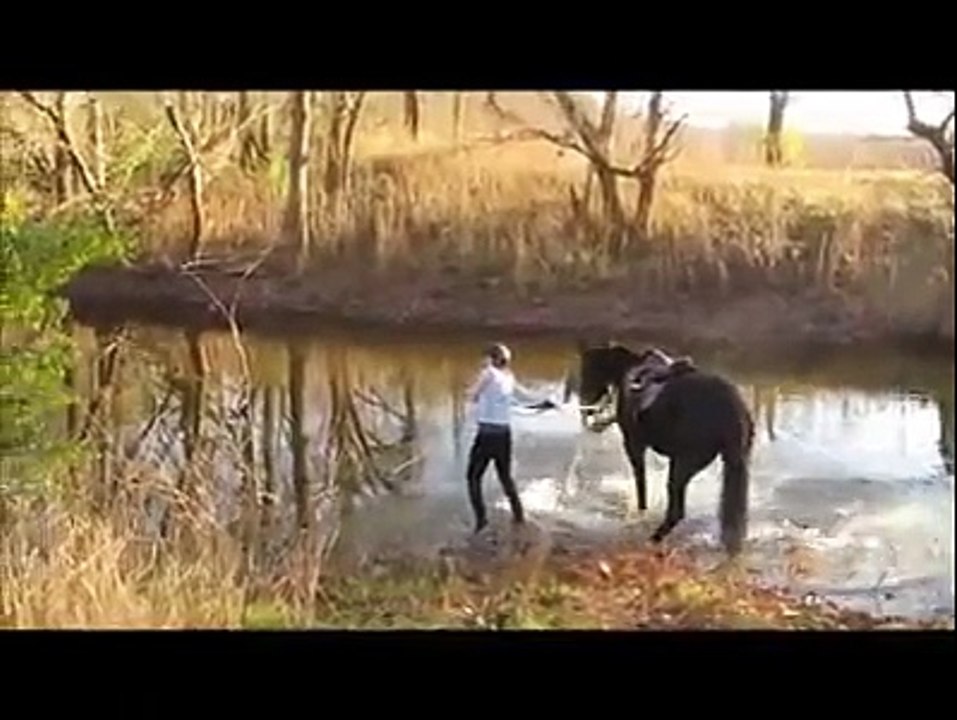 Horse First Time in Water Super Funny Video