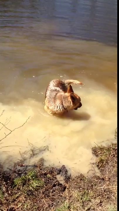 German Shepherd Throws a Fit When She Has to Quit Swimming