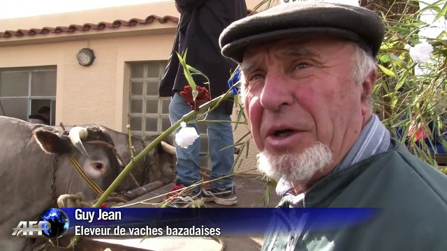 Bazas met à l'honneur le boeuf de race bazadaise