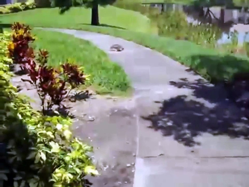 Fastest Turtle ever - Черепаха бегун ! Прикол !