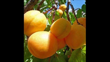 SURAT AL TAKWIR sudais