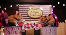 Hamster Çiftin Romantik Bir Günü