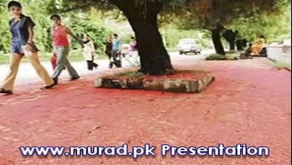 Alam Lohar Dil wala dukhra naeen kisey noo suna da punjab folk song music