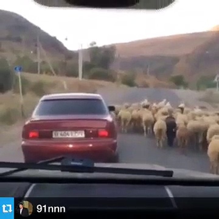 the stolen sheep