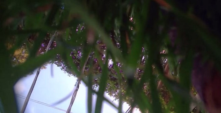 Serene Recording Disrupted When Dog Catches the Quadcopter