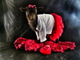 Stylish Nigerian Dwarf Goat Is All Set for Valentine's Day